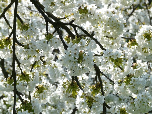 Frühling