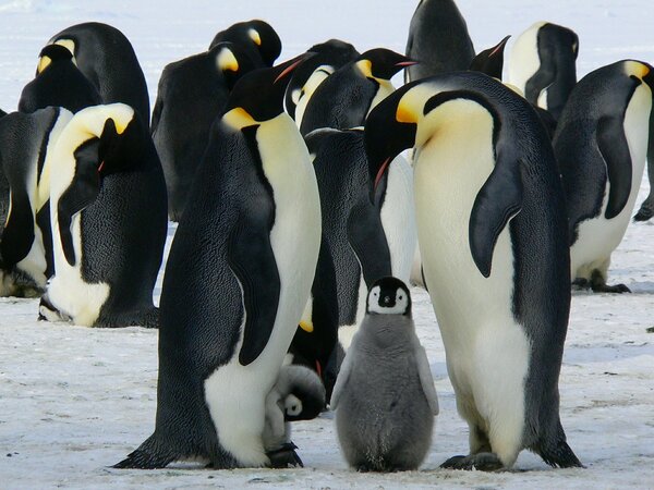 Pinguine