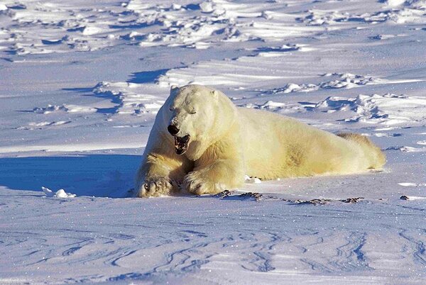 Eisbär in der Arktis