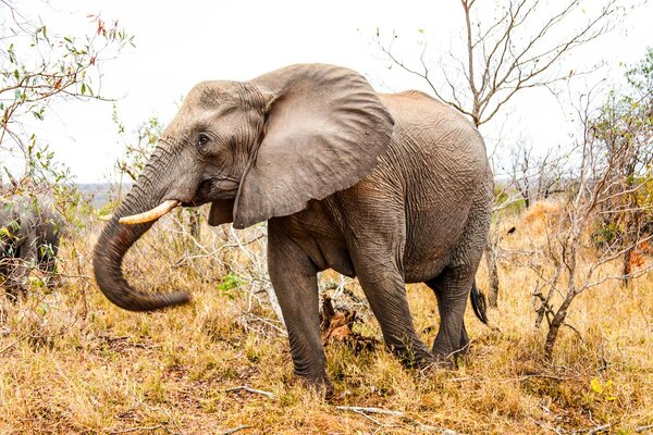 Mammut vs Elefant