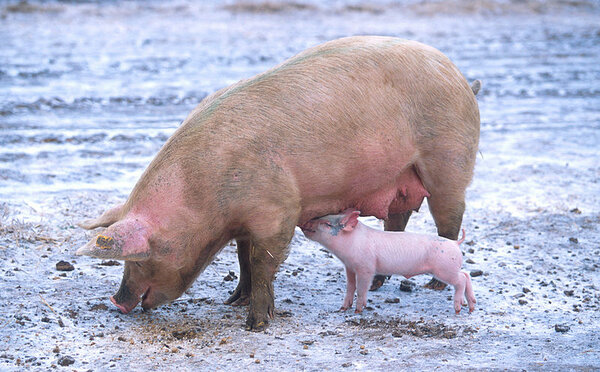 Schwein mit Ferkel