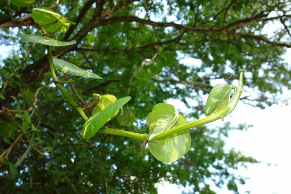 Ebenholzbaum