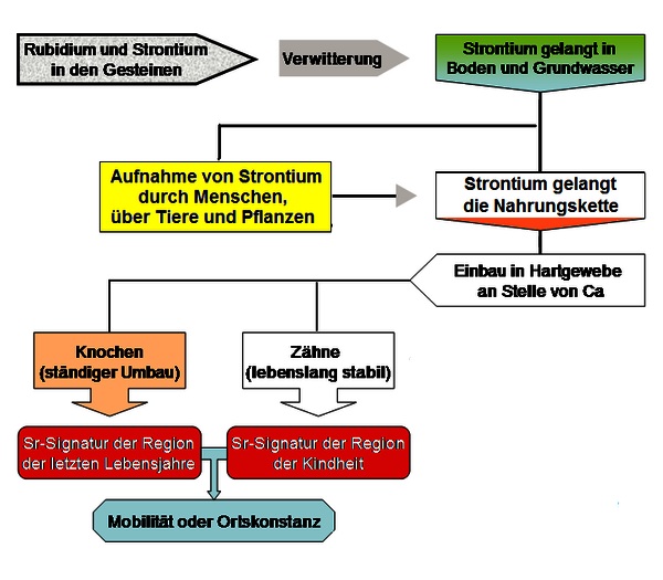 Isotopenanalyse