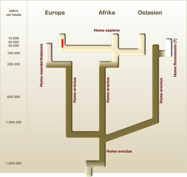 Homosapien Entwicklung