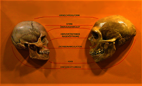 Homosapien vs Neanderthal